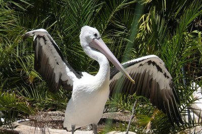 Melbourne-Australia Zoo 288.jpg