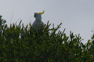The Great Ocean Rd-Australia 006.jpg