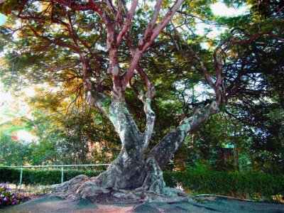 tree at the Botanical Garden