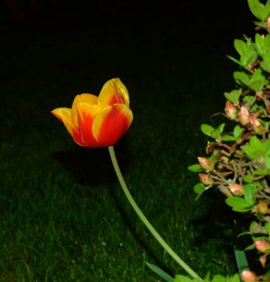 flower - night