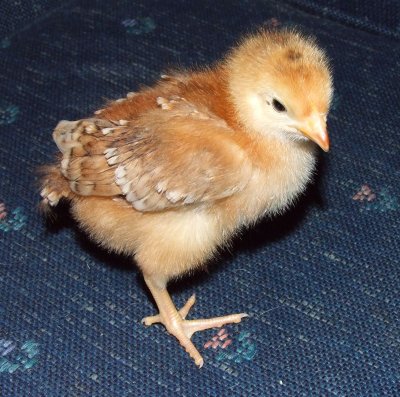 Click here to see Baby chicks!