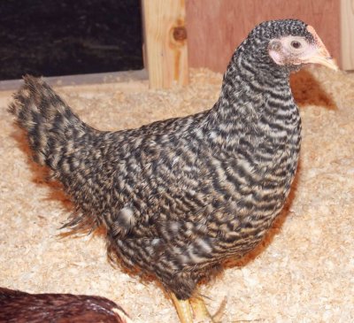 Sally - Barred Plymouth Rock, 4-3-10