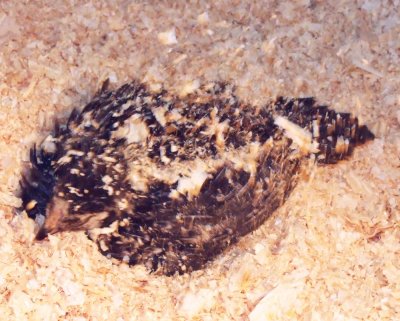 Taking a bath in the woodchips!