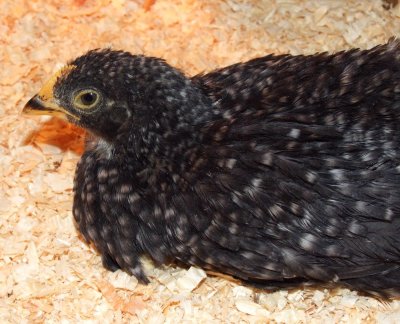  Ducky 4-28-10