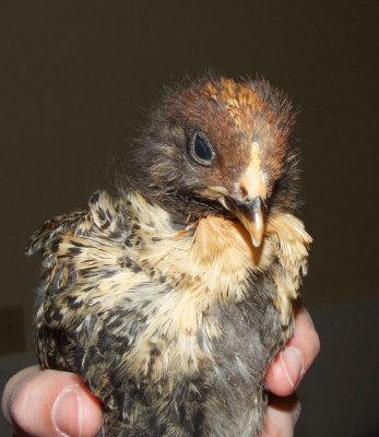 Elvis 4-28-10