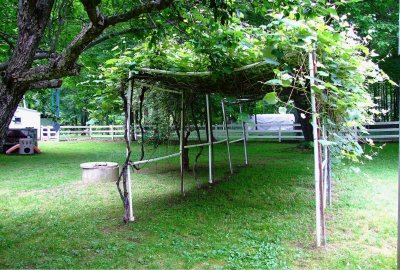 grape arbor