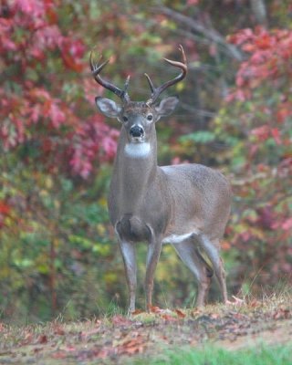 Buck 8pt3.jpg