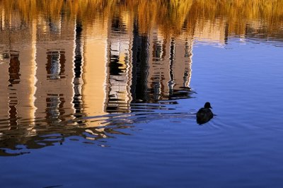 duck apt 80.JPG