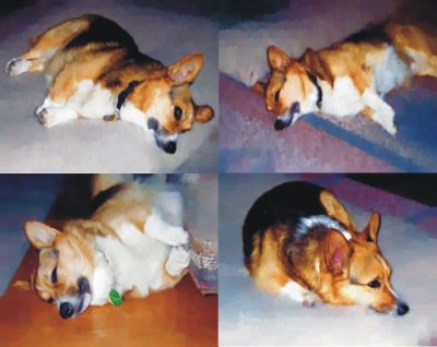 Mollyx4.jpg