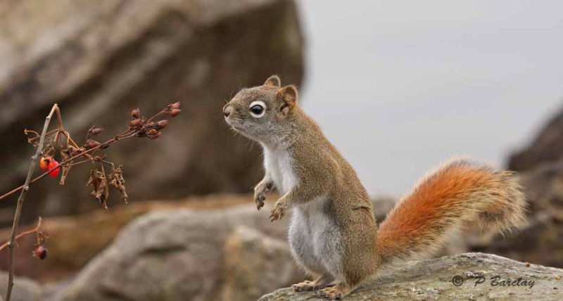 Red squirrel
