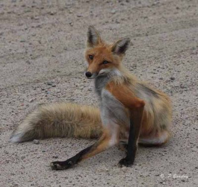 Red fox