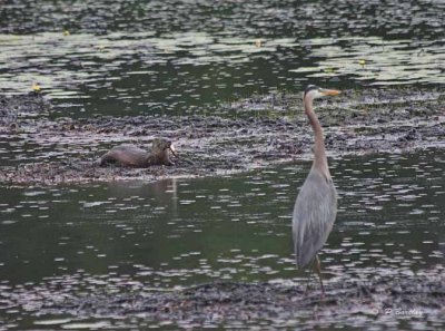 Otter and great blue heron