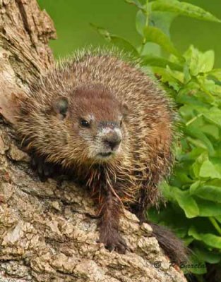 Groundhog