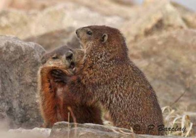 Groundhogs
