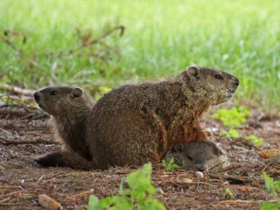 Groundhog family