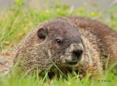 Groundhog