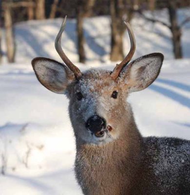 White-tailed deer