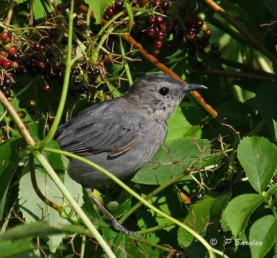 Gray catbird