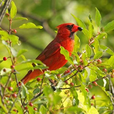 Cardinal (m)