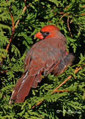 Cardinal (juv m)