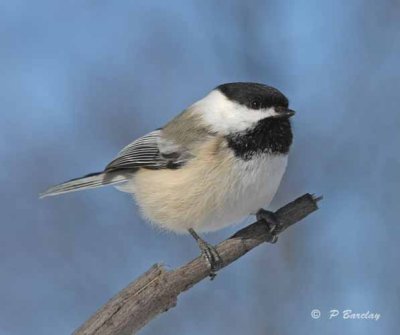 Black-capped chickadee