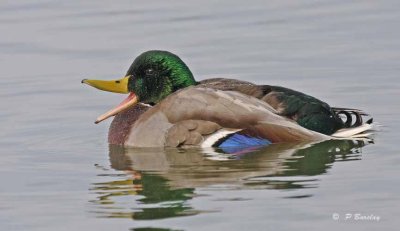 Mallard (m)