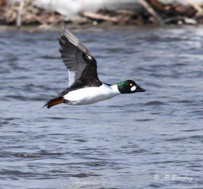 Common goldeneye