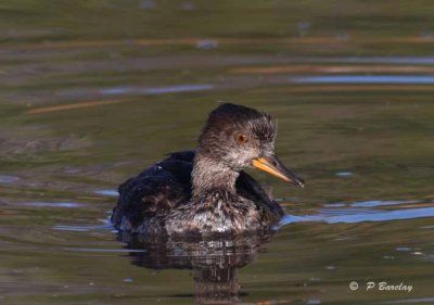 Hooded merganser (juv)