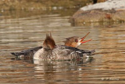 Red-breasted merganser (f)