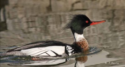 Red-breasted merganser (m)