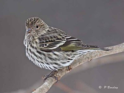 Pine siskin