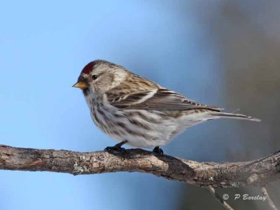 Common redpoll