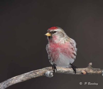 Common redpoll (m)