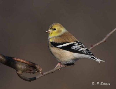 American goldfinch (m)