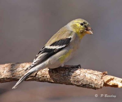 American goldfinch