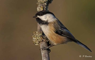 Black-capped chickadee