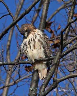 Red-tailed hawk (juv)