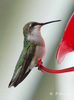 Ruby-throated hummingbird (f)