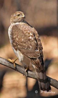 Coopers hawk (f juv)