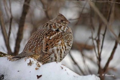 Ruffed grouse