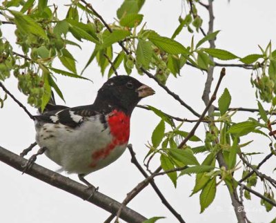 Rose-breasted grosbeak (m)