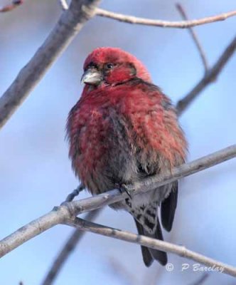 White-winged crossbill (m)