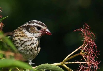 Red-breasted grosbeak (f)