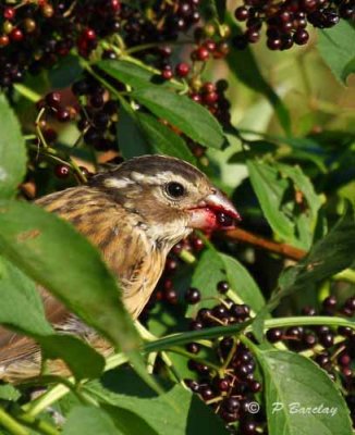 Rose-breasted grosbeak (juv?)