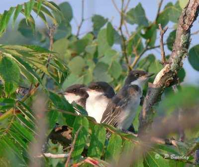 Kingbirds (juv)