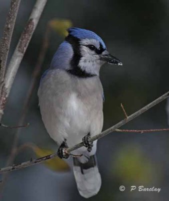 Blue jay