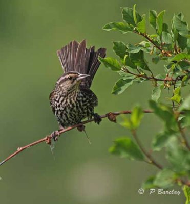 Red-winged blackbird (f)