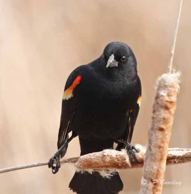 Red-winged blackbird