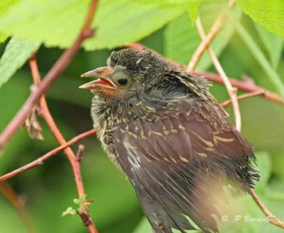 Red-winged blackbird