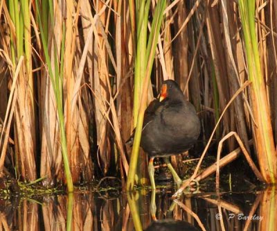 Moorhen